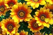 gazania hybriden gazania hybriden