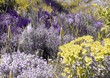 fleurs de thym