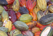 cabosse de cacao