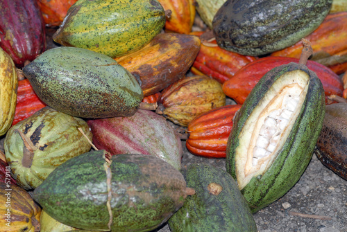 cabosse de cacao