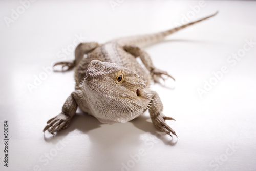 Photo: bearded dragon bearded dragon