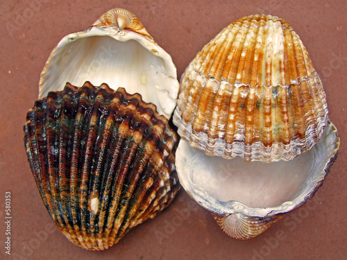 Photo: conchas de mar conchas de mar