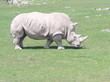 african rhino