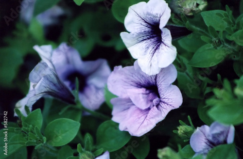 Photo: purple petunias purple petunias