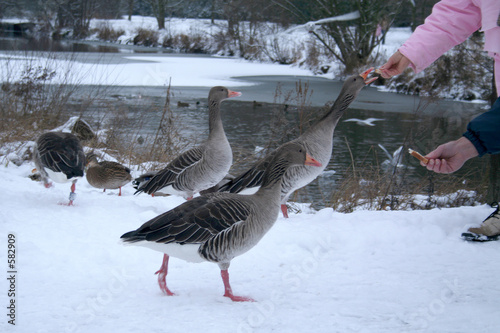 gänsefüttern