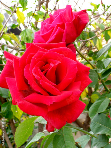 rosas rojas