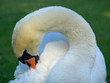 Foto: elegant swan elegant swan