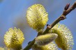 spring alder-tree