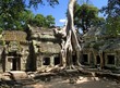 a silk-cotton tree consumes the ancient ruins of t