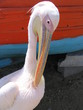 pelican of mykonos