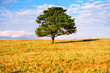 l'arbre