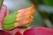 fleur