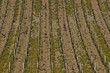 vignes de savoie
