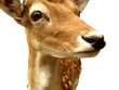 ma biche