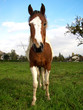 cheval des champs