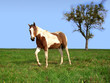 cheval des pré