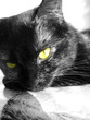 minou