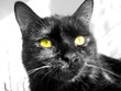 minou