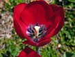 lonely tulip