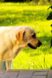 A labrador