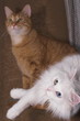 white and yellow cat