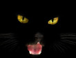 black cat