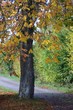 herbstlicher kastanienbaum herbstlicher kastanienbaum