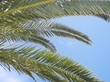 palmes