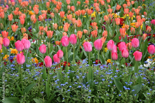 tulips tulips