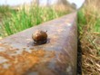 snail lifetime