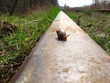 snail lifetime
