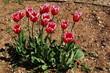 tulipes