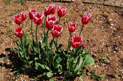 tulipes