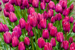 spring tulips