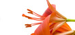 Foto: flower 03 flower 03