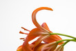 Foto: flower 04 flower 04