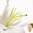 flower 05