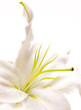Foto: flower 06 flower 06
