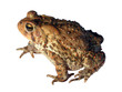 common toad isolated 1 (of 3)