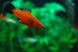 session aquarium 6