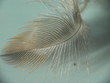 plume