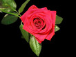 dark pink rose