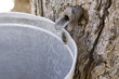 making maple syrup