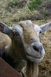 goat face