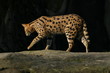 serval(leptailurus serval)