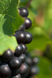 french grape