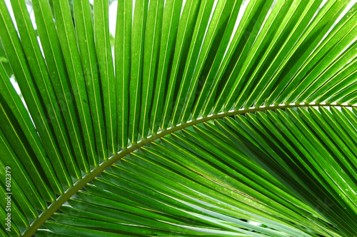 palmblatt