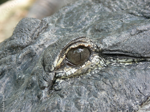 crocodile