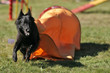 belgian shepherd out of tunnel belgian shepherd out of tunnel