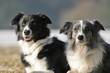 2 border collies 2 border collies